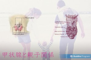甲状腺と親子関係性