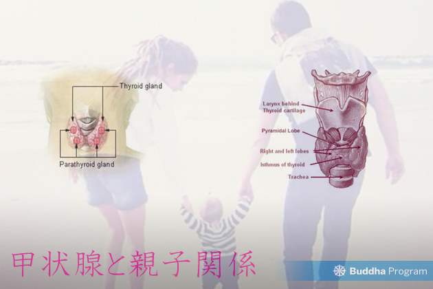 甲状腺と親子関係性